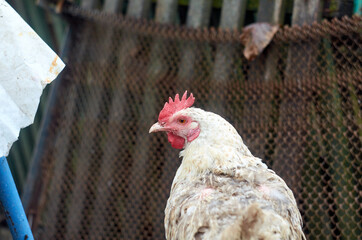 White chicken in the yard