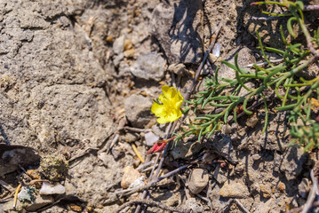 Sprawling Needle Sunrose (Fumana procumbens) in coastal hills, Crimea