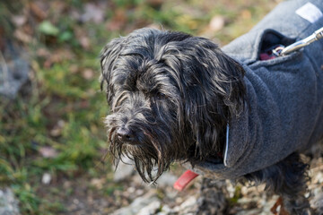 Der Hund - It's going cold outside 