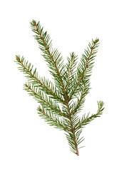 Natural branch of fir Christmas tree on white background, isolated 