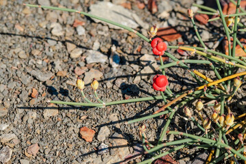 Sea Grape (Ephedra distachya) in south coast, Crimea