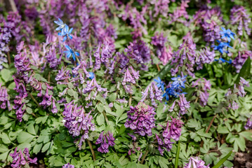 Obraz premium Solid-tubered Corydalis (Corydalis solida) in forest, Central Russia