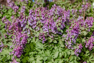 Solid-tubered Corydalis (Corydalis solida) in forest, Central Russia