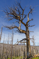 Fototapeta na wymiar Burned - Old-growth Ponerosa Pine along the Pole Creek trail after wildfire.