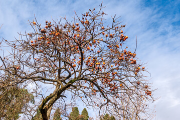 Japanese Persimmon (Diospyros kaki) in orchard, Abkhazia