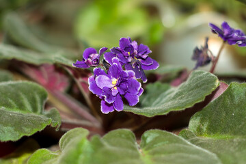 Violet Saintpaulia flower and leaves, closeup