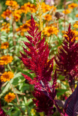 Plumed Cockscomb (Celosia argentea) in garden