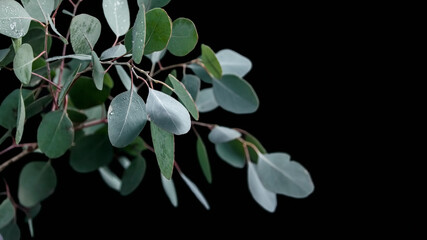 The eucalyptus branch with round leaves (silver eucalyptus) is on a dark background. Water drops...
