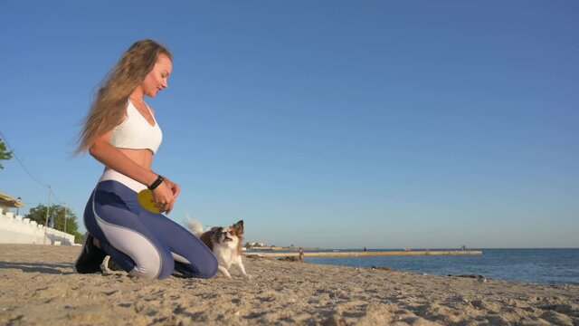 obedience leisure activity of young active beautiful woman throwing frisbee disc on sand sea beach with chihuahua small dog catching it jumping in blue sky