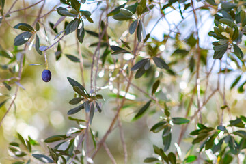 Olive on the olive tree in Turkey.