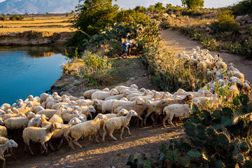 Flock of sheep in Viet Nam, high country farm