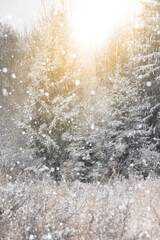 Snow covered winter forest	
