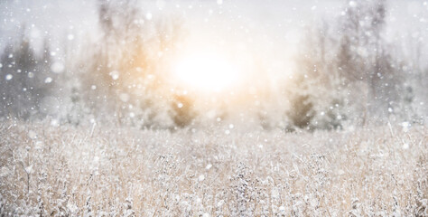 Snow covered winter forest	
