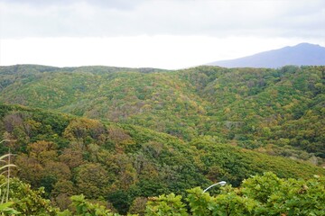 Fototapeta premium Forest with Red and Yellow Foliage in Rusutsu , Hokkaido , Japan
