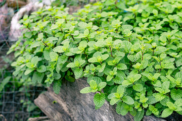 Organic peppermint trees grown in wood plots.