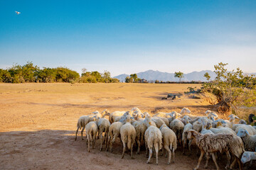 Flock of sheep grazing in a hill at sunset.