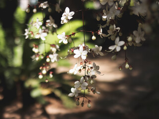 Nodding Clerodendron Flowers Suspending on The Tree in the garden.