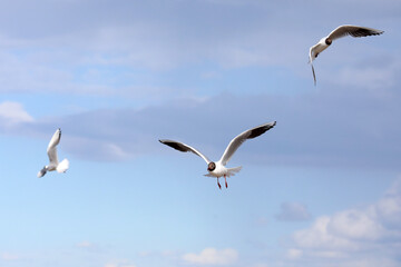 Birds soaring through the air in the sea breeze