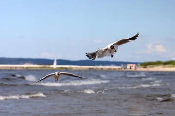 Birds soaring through the air in the sea breeze