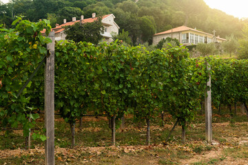 Fototapeta na wymiar Vineyard on the mountains. Wine making industry 