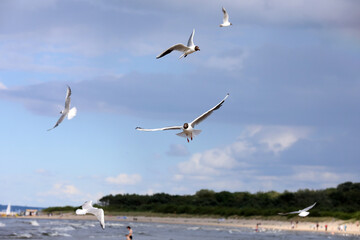 Fototapeta na wymiar Birds soaring through the air in the sea breeze