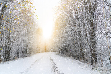 Winter road through the forest	