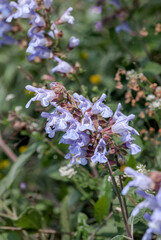 Balsamic Sage (Salvia tomentosa) in coastal hills, Crimea