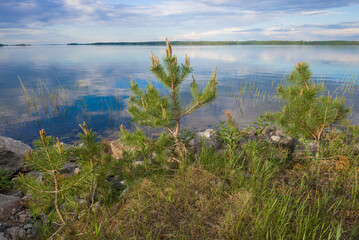 Small young pine trees on the shores of Tuunaansalmi lake in early June morning. Finland