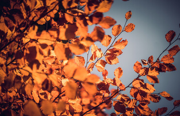 Vibrant orange detailed autumn or fall leafs in vibrant Colors, on a sunny day in Bavaria having fun outdoors