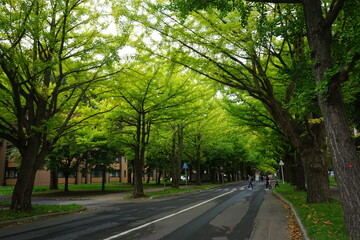 Fototapeta na wymiar Row of Green ginkgo tree in Sapporo, Hokkaido