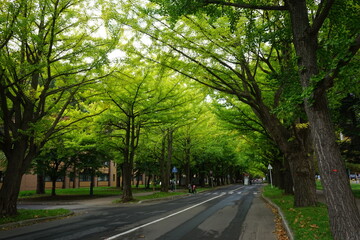Obraz premium Row of Green ginkgo tree in Sapporo, Hokkaido, Japan - 日本 北海道 銀杏並木