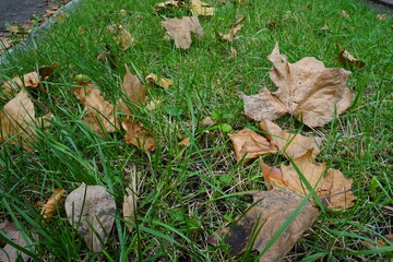 Brown dry autumn leaves in fall park - 秋 落ち葉	