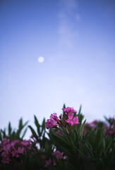 Close up detailed Nerium or oleander flowers in the dawn macro shot with the moon in the background...