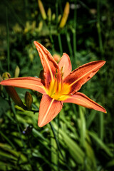 orange Blüte der Schwertlilie