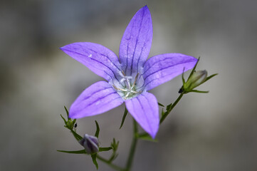 Blüte der Glockenblume