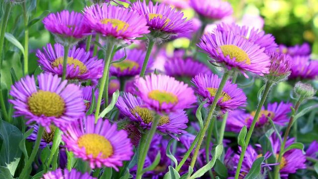 flower rigeron glaucus in bloom
