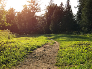Walking path in forest surrounded by shadows of trees in sun. Sunny peaceful day, fairytale view, mysterious path. Travel and solitude concept