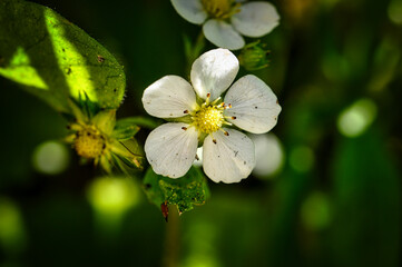 Blüte der Erdbeere