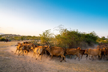 Yellow cows walking on dusty road at sunset in Phan Rang, Viet Nam