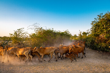 Yellow cows walking on dusty road at sunset in Phan Rang, Viet Nam