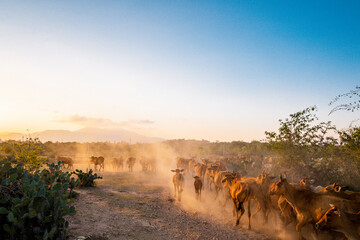 Yellow cows walking on dusty road at sunset in Phan Rang, Viet Nam