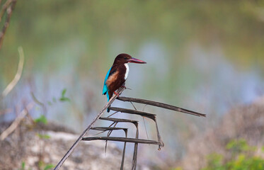 White throated kingfisher perched on a tree branch