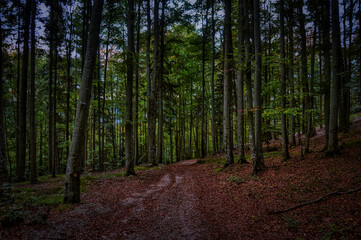 Morgendlicher Waldspaziergang