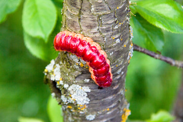 The bright colourful caterpillar creeps on a tree