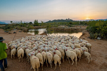 flock of sheep on the field at sunset in Phan Rang, Ninh Thuan Province, Viet Nam