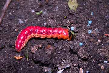 Huge, bright caterpillar on a kitchen garden