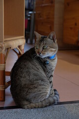 Cool cat sitting on the floor. 