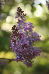 Purple lilac flowers spring blossom background in the nature