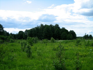 Fototapeta na wymiar Panoramic view of the forest and field. Copses are scattered between the glades.The straight line of the horizon.