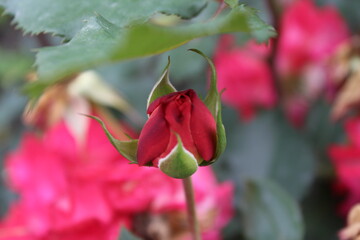 red rose flower